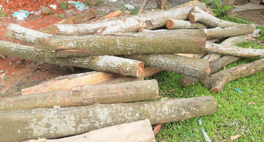 কুলাউড়ায় সামাজিক বনায়নের অর্ধশত গাছ কর্তনের অভিযোগ