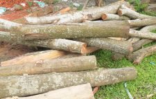 কুলাউড়ায় সামাজিক বনায়নের অর্ধশত গাছ কর্তনের অভিযোগ