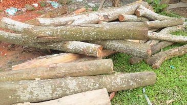 কুলাউড়ায় সামাজিক বনায়নের অর্ধশত গাছ কর্তনের অভিযোগ