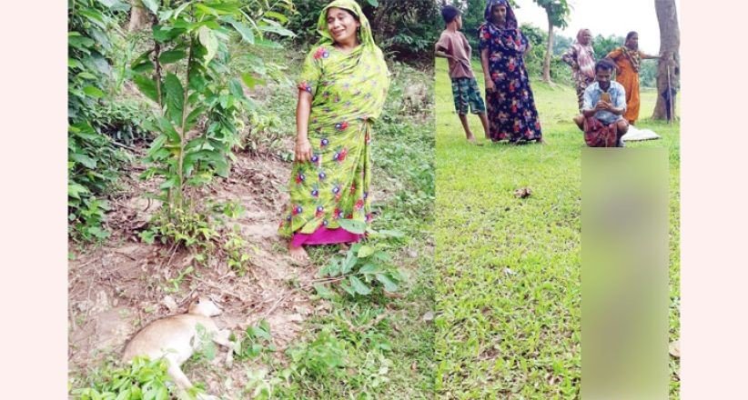 ছাগলের পক্ষ নিল কুকুর : অজগরের মৃত্যু