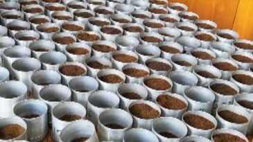 শ্রীমঙ্গলে ৪র্থ বারের মতো এ বছরের চা নিলাম