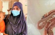 শিশু’র ছোট্ট দাঁতের কামড়ে গোখরা সাপের মৃত্যু!