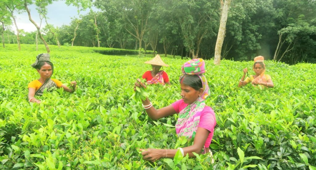 মৌলভীবাজারে চা শ্রমিকদের জীবনমানের লক্ষ লক্ষ টাকা কৌশলে হাতিয়ে নিচ্ছে একটি চক্র