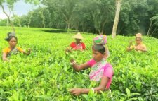 মৌলভীবাজারে চা শ্রমিকদের জীবনমানের লক্ষ লক্ষ টাকা কৌশলে হাতিয়ে নিচ্ছে একটি চক্র