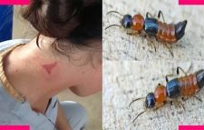 ‘নাইরোবি ফ্লাই’ আতঙ্ক পশ্চিমবঙ্গে