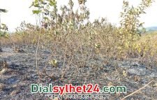 শাবিপ্রবির টিলায় দুর্বৃত্তদের আগুন