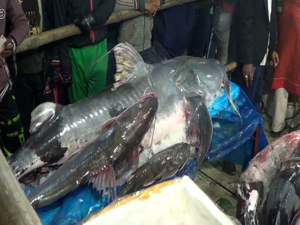 মৌলভীবাজারে মাছের মেলা, দিনে ৩ কোটি টাকার কেনাবেচা