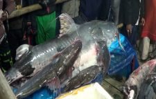 মৌলভীবাজারে মাছের মেলা, দিনে ৩ কোটি টাকার কেনাবেচা