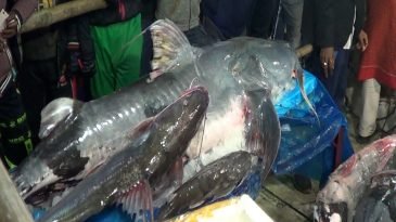 মৌলভীবাজারে মাছের মেলা, দিনে ৩ কোটি টাকার কেনাবেচা