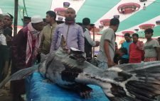 হাঁকডাক করে বিক্রি হচ্ছে নিষিদ্ধ বাগাড় মাছ