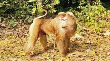 উল্টোলেজি বানরের দেখা মিলল মৌলভীবাজার লাউয়াছড়া বনে