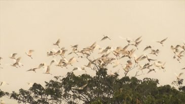 পঙ্গি মিয়ার বাড়িতে লাখো পাখি দেখে মুগ্ধ আগতরা
