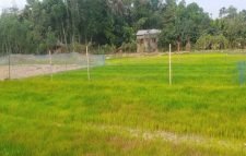 পানির অভাবে ধানের বীজতলা নষ্ট, ক্ষতিগ্রস্ত কৃষক