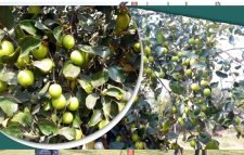 মৌলভীবাজারের  চাষ করে এলাকার মডেল হলেন আজাদুর রহমান