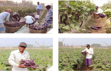 হাইব্রিড বেগুন পার্পলকিং র বাম্পার ফলন: বাজারে বেগুনের ঘাটতি পূরণে ভূমিকা রাখবে পার্পলকিং