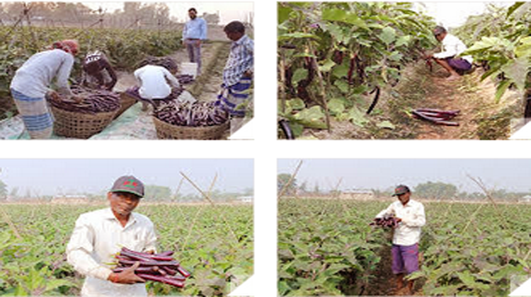 হাইব্রিড বেগুন পার্পলকিং র বাম্পার ফলন: বাজারে বেগুনের ঘাটতি পূরণে ভূমিকা রাখবে পার্পলকিং