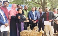 বড়লেখায় সমতলের ক্ষুদ্র নৃ-গোষ্ঠীর অস্বচ্ছলদের মাঝে ভেড়া বিতরণ