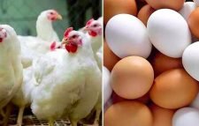 ব্রয়লারের কেজি ২১০ ডিমের হালি ৫০ টাকা