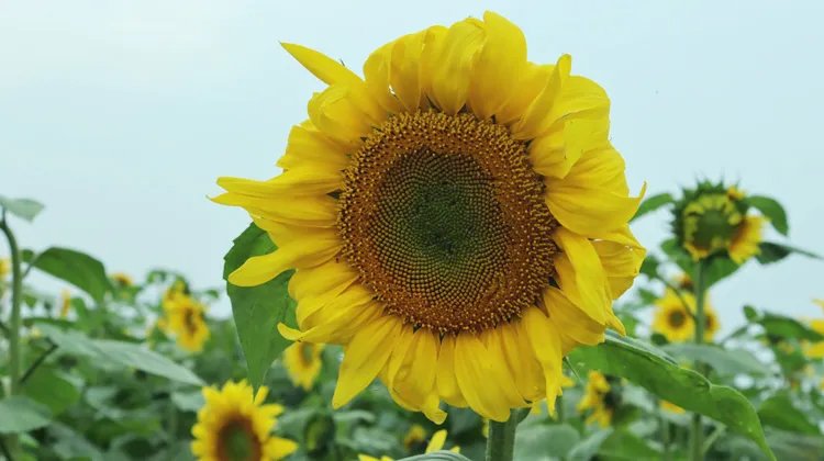 হাকালুকি হাওরের বুক জুড়ে সূর্যমুখীর হাসি