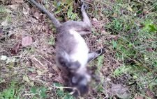 মৌলভীবাজারে বিদ্যুৎস্পর্শে দুটি বন্যপ্রাণীর মৃত্যু