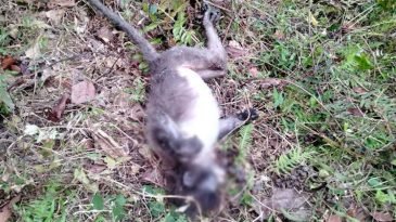 মৌলভীবাজারে বিদ্যুৎস্পর্শে দুটি বন্যপ্রাণীর মৃত্যু