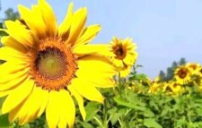 হাকালুকি হাওরের দিগন্ত জুড়ে সেজে উঠেছে সূর্যমুখী ফুল