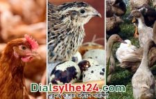 ডিম-মুরগি-হাঁস এড়িয়ে চলার পরামর্শ বিশেষজ্ঞদের