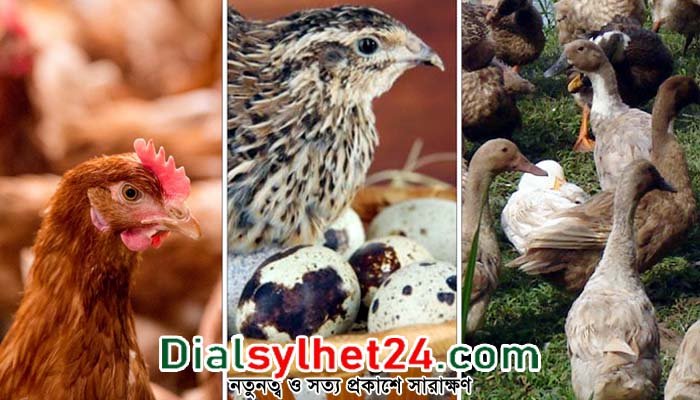ডিম-মুরগি-হাঁস এড়িয়ে চলার পরামর্শ বিশেষজ্ঞদের