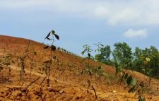 রাজনগরের উত্তরভাগ চা বাগানে হাইকোর্টের “স্টেটাস-কো” উপেক্ষা করে বৃক্ষ রোপণের অভিযোগ