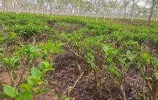 শ্রীমঙ্গল চা বাগানে চায়ের নতুন কুঁড়ি উত্তোলন শুরু