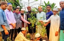 বড়লেখায় বঙ্গবন্ধুর জন্ম বার্ষিকীতে নিসচা’র বৃক্ষরোপণ