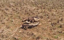 মৌলভীবাজারে বিষ প্রয়োগে ১৩শকুন হত্যা