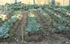 প্রধানমন্ত্রী নির্দেশনায় কুলাউড়া থানায় জমিতে বিভিন্ন প্রকার সবজি চাষের উদ্যোগ নিয়েছেন ওসি মো. আব্দুছ ছালেক