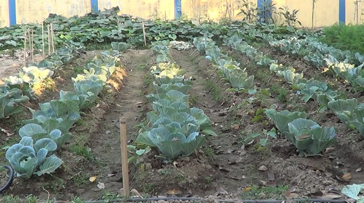 প্রধানমন্ত্রী নির্দেশনায় কুলাউড়া থানায় জমিতে বিভিন্ন প্রকার সবজি চাষের উদ্যোগ নিয়েছেন ওসি মো. আব্দুছ ছালেক