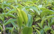 মৌলভীবাজারে চা বাগানে দীর্ঘ খরা, উৎপাদন লক্ষ্যমাত্রা পূরণে সংশয়  