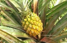 শ্রীমঙ্গলে আনারসের ফলন ভালো হলেও সংরক্ষণে শঙ্কা