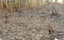 এবার আগুনে পুড়ল সংরক্ষিত রাজকান্দি বন