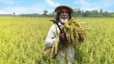 হাওরে বোরো ধান কাটা শুরু ১৫ এপ্রিল