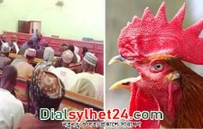 কর্কশ ডাকের জন্য মোরগকে জবাইয়ের নির্দেশ দিল নাইজেরিয়ার আদালত!
