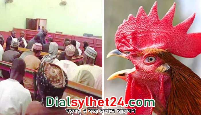 কর্কশ ডাকের জন্য মোরগকে জবাইয়ের নির্দেশ দিল নাইজেরিয়ার আদালত!