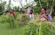 শ্রীমঙ্গলে ব্রি ধান ২৮ ব্লাষ্ট রোগে আক্রান্ত, কৃষকরা বিপাকে