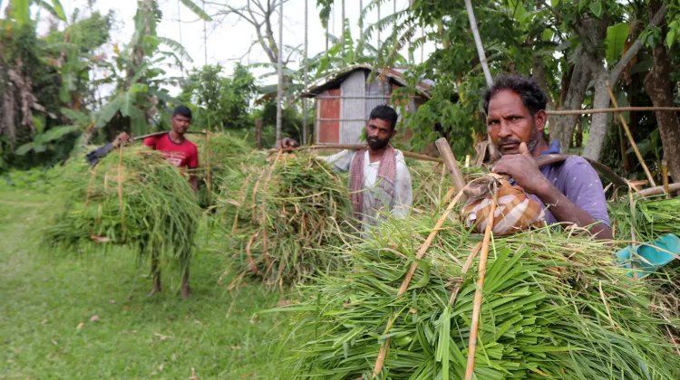 শ্রীমঙ্গলে ব্রি ধান ২৮ ব্লাষ্ট রোগে আক্রান্ত, কৃষকরা বিপাকে