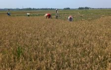 মৌলভীবাজারে হাওরের ধান দ্রুত কাটতে মাইকিং