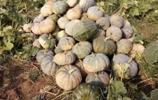 জুড়ীতে মিষ্টি কুমড়ার বাম্পার ফলন