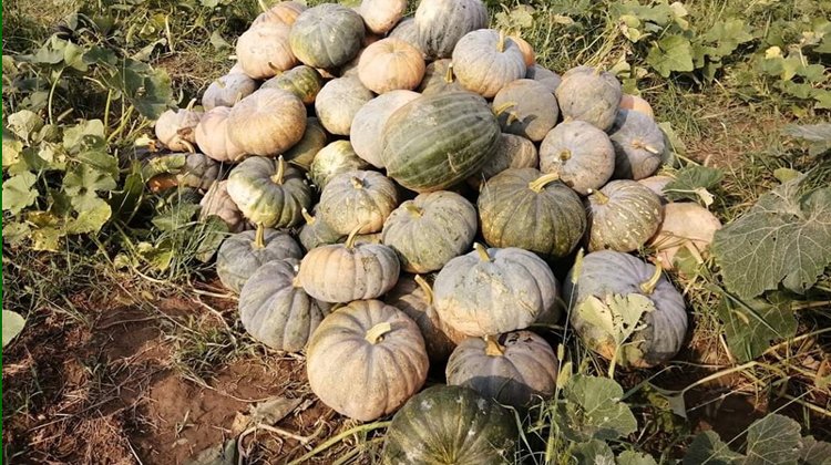 জুড়ীতে মিষ্টি কুমড়ার বাম্পার ফলন