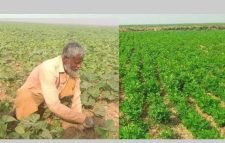 হাকালুকির হাওরে কৃষকের স্বপ্ন পূরণ