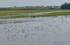 জুড়ীতে তিনশ একর জমির বোরো ধান পানির নিচে