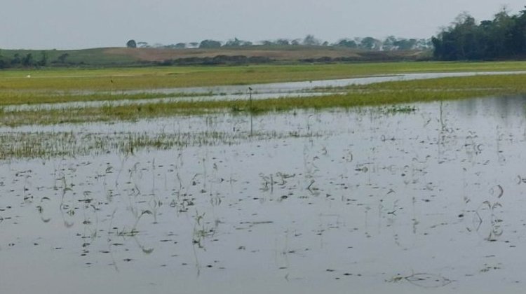 জুড়ীতে তিনশ একর জমির বোরো ধান পানির নিচে