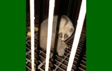 বড়লেখায় লজ্জাবতী বানর উদ্ধার