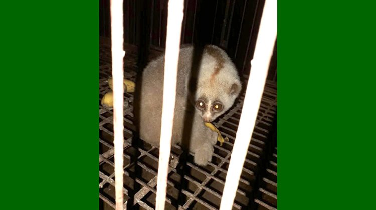 বড়লেখায় লজ্জাবতী বানর উদ্ধার